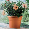 Pot de fleurs - HEDERA - D 25 cm - Terracotta