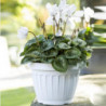 Pot de fleurs - TERRA - D 35 cm - Blanc