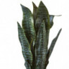 Plante artificielle - Olla Vert - H 45 cm - Peva