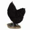 Figurine décorative intérieur ou extérieur - Poule debout - H 19,8 cm - Noir