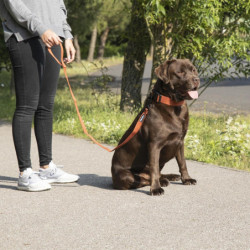 Laisse pour chien en viscose de bambou - Orange - L 120 x l 2,5 cm