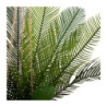 Palmier artificiel en pot coco "Cuba" - Vert/marron - H 50 cm