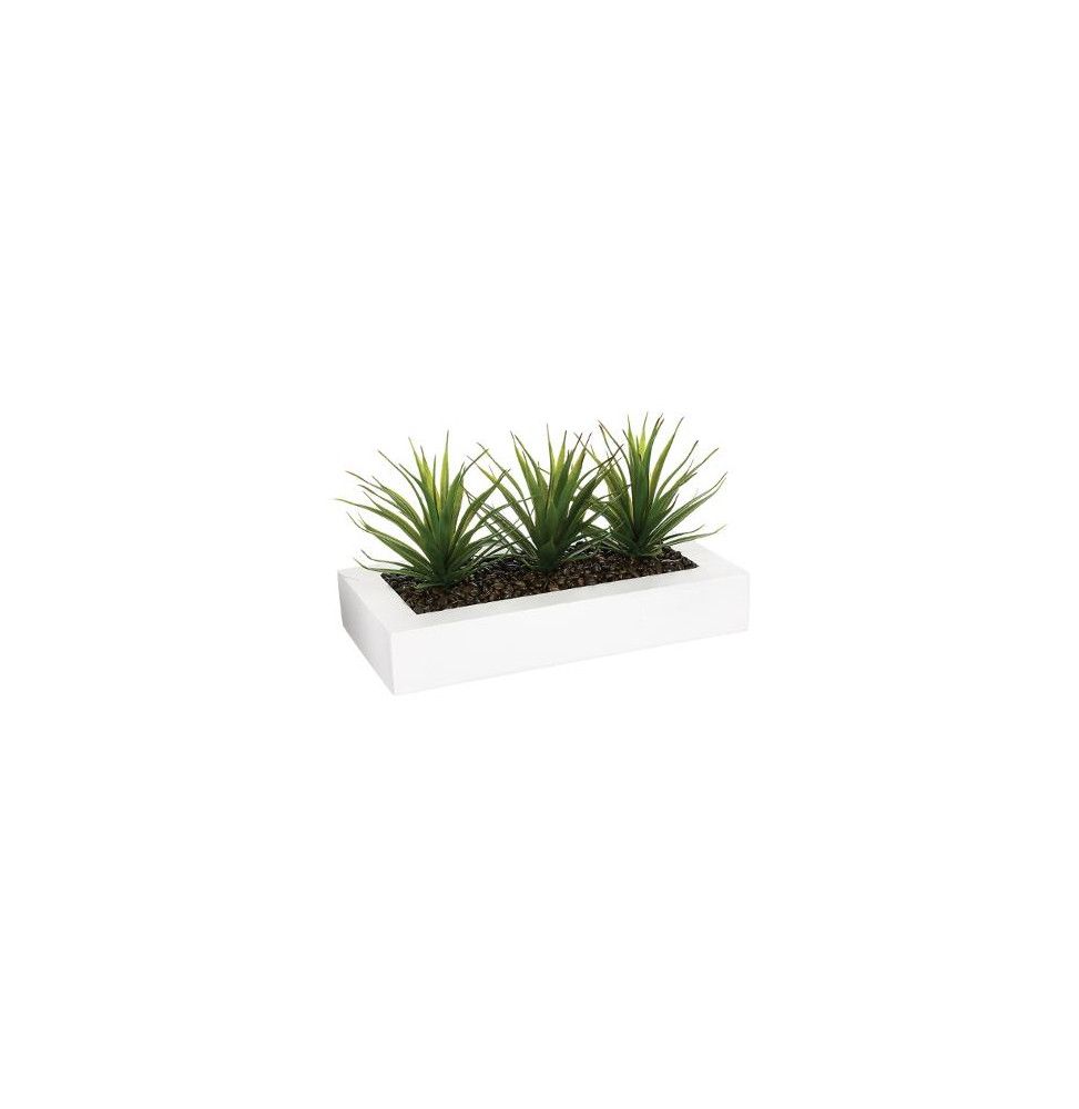 Centre de table - 3 Aloe Vera - H 17 cm