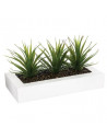 Centre de table - 3 Aloe Vera - H 17 cm