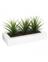 Centre de table - 3 Aloe Vera - H 17 cm