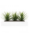 Centre de table - 3 Aloe Vera - H 17 cm