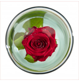Vase Fleur immergée - D 12,2 x H 30 cm - Verre