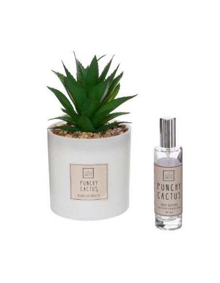 Coffret senteur Cactus - H 19.2 cm - Verre