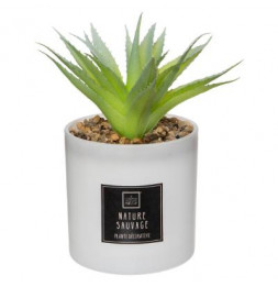 Coffret senteur Cactus - H 19.2 cm - Verre