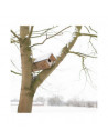 Nichoir pour Chouette chevêche - L 31 x l 80,5 x H 52 cm - Bois de pin