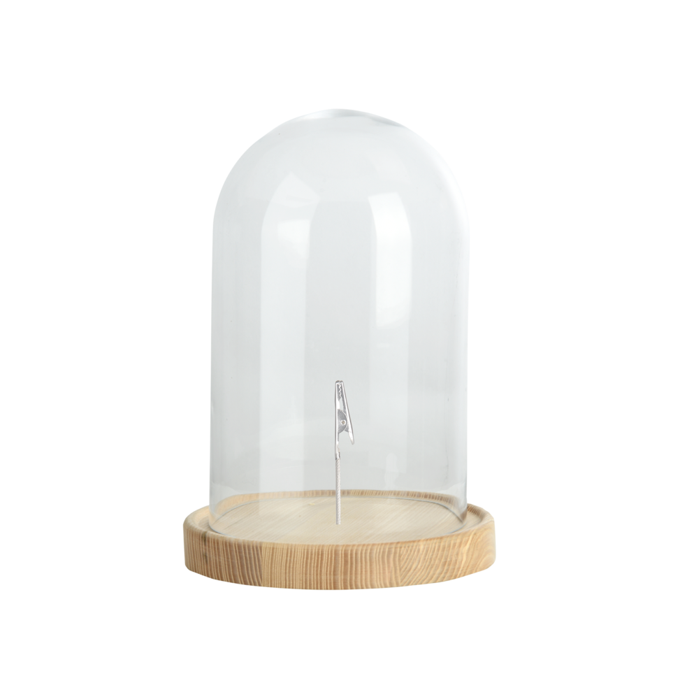 Cloche en verre sur socle en bois - D 20,5 cm x H 31 cm