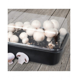 Set cultivateur de champignons - H 15,4 cm - Noir