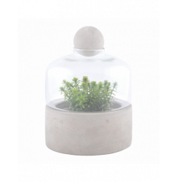 Bouteille terrarium base...