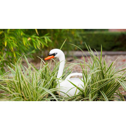 Arrosoir cygne - 2 L - Blanc