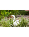 Arrosoir cygne - 2 L - Blanc