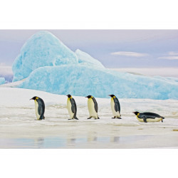 Tableau Pingouins - L 120 x l 80 x H 0,4 cm - Verre trempé