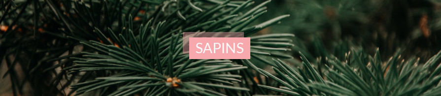 Sapins